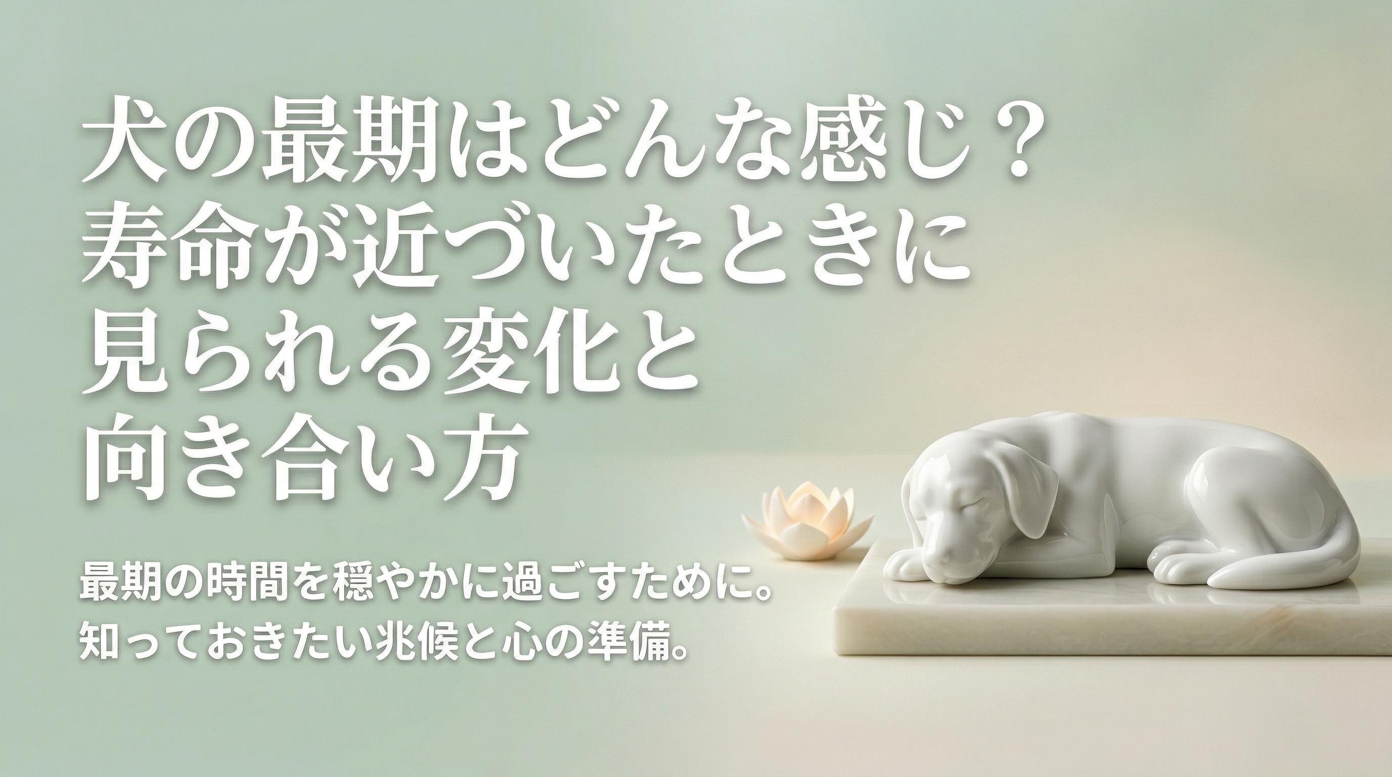 犬の最期はどんな感じ?寿命が近づいたときに見られる変化と向き合い方