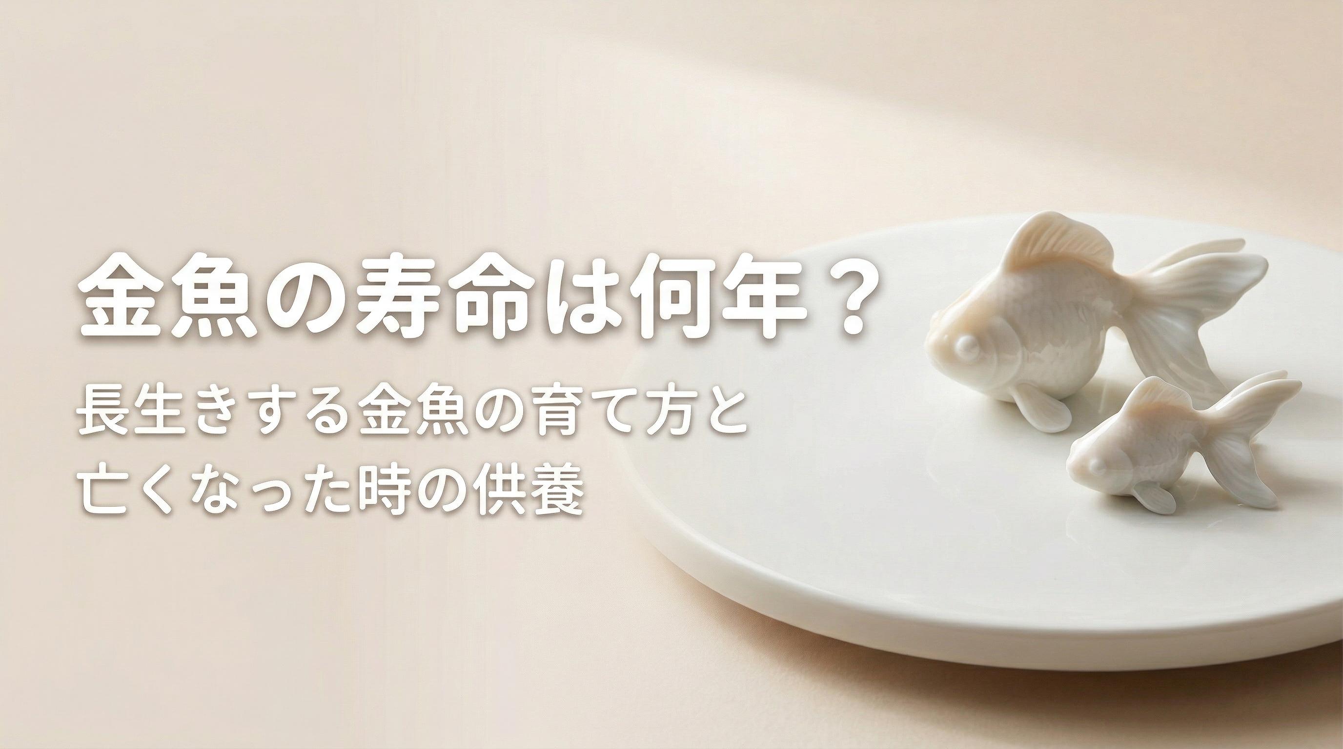 金魚の寿命は何年?長生きする金魚の育て方と亡くなった時の供養
